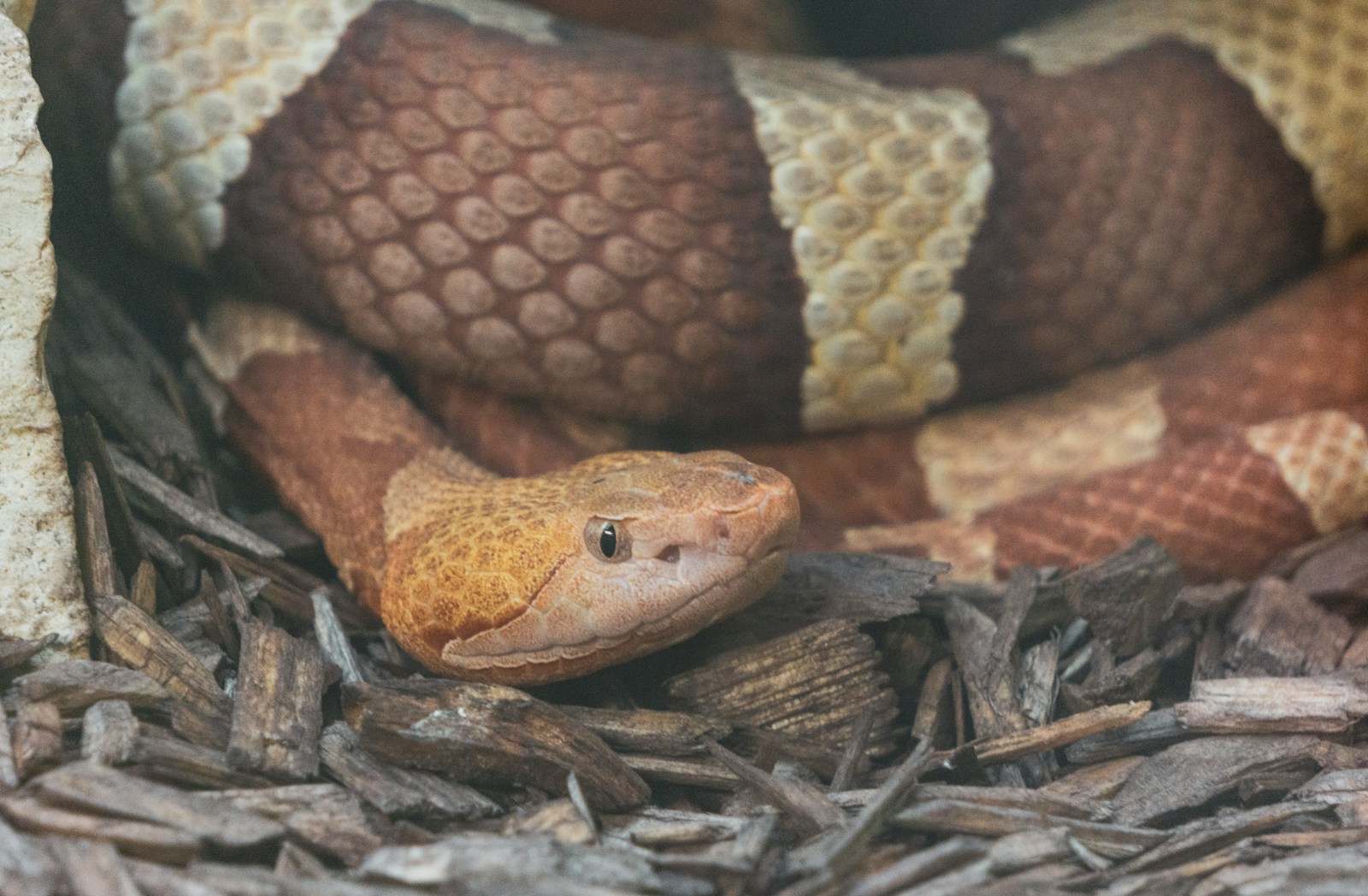 Copperhead Snake