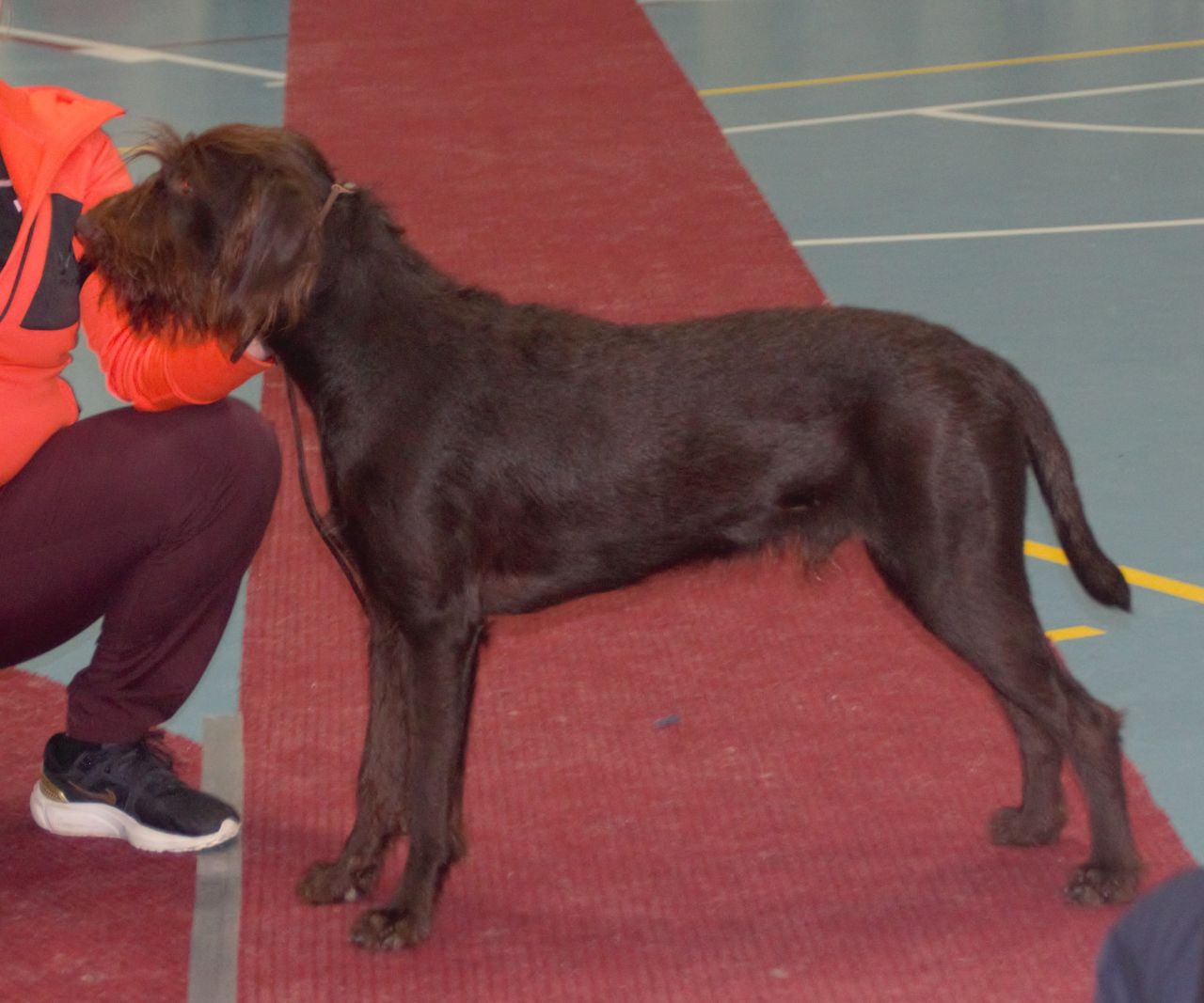 Pudelpointer