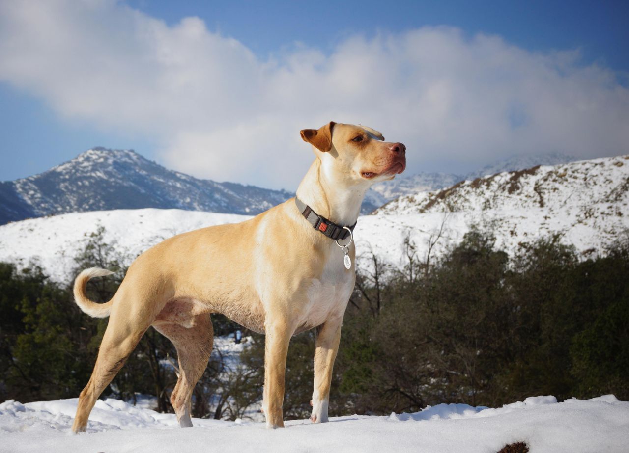 Mountain Cur