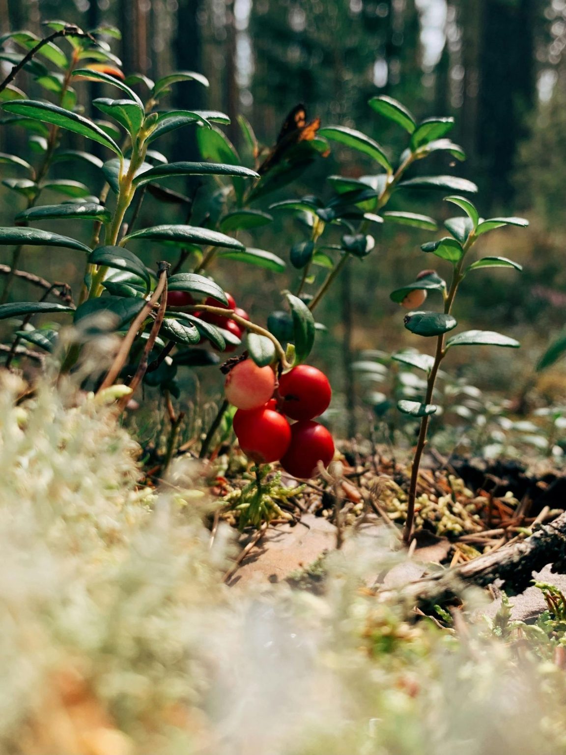 12 Wild Berries That Look Identical to Safe Ones and Have Sent People ...