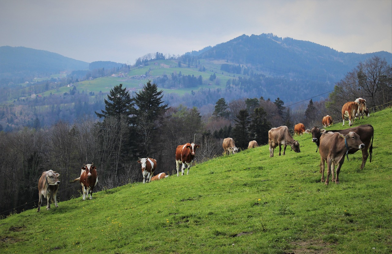 Animals add a layer most experts overlook