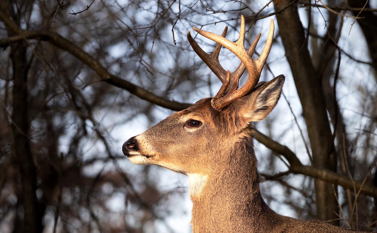 Deer Do Not See Color Like Humans Do
