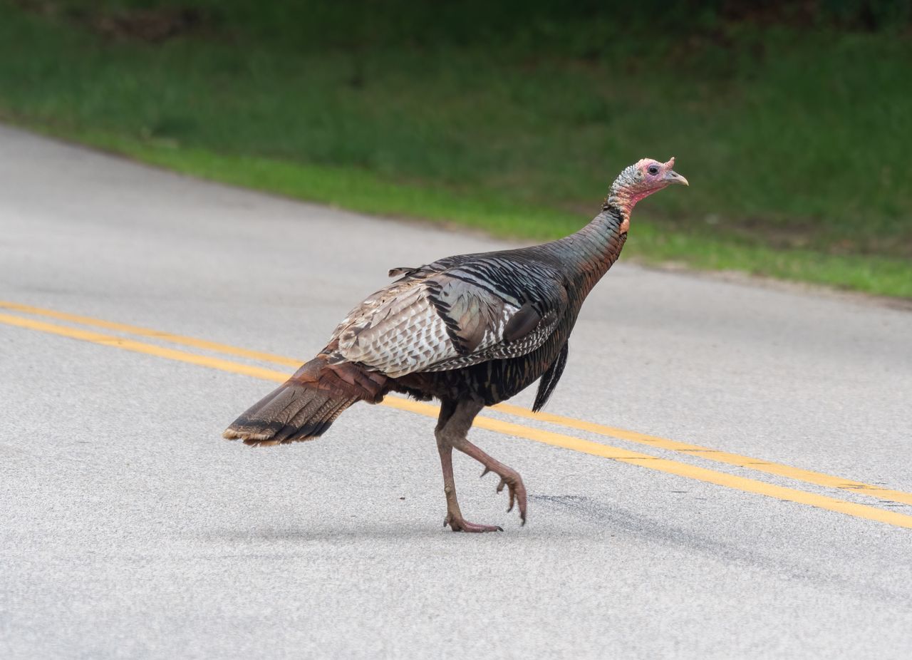 Poult Production Has Become The Metric Everyone Watches