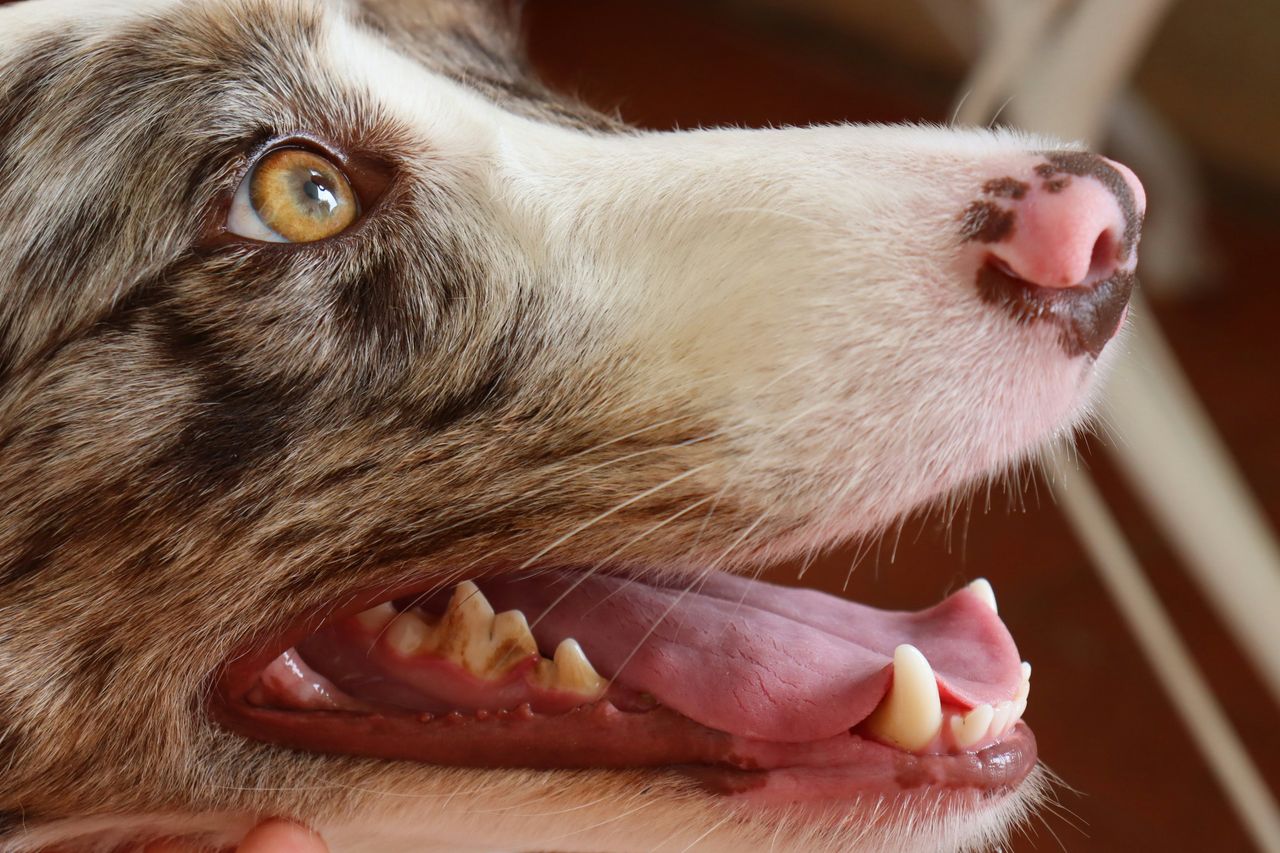 Dental Disease And Broken Teeth