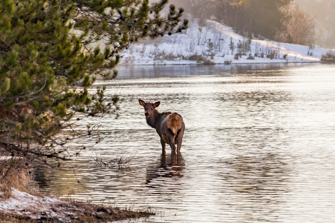 The Rut Is Dynamic, Not A Script