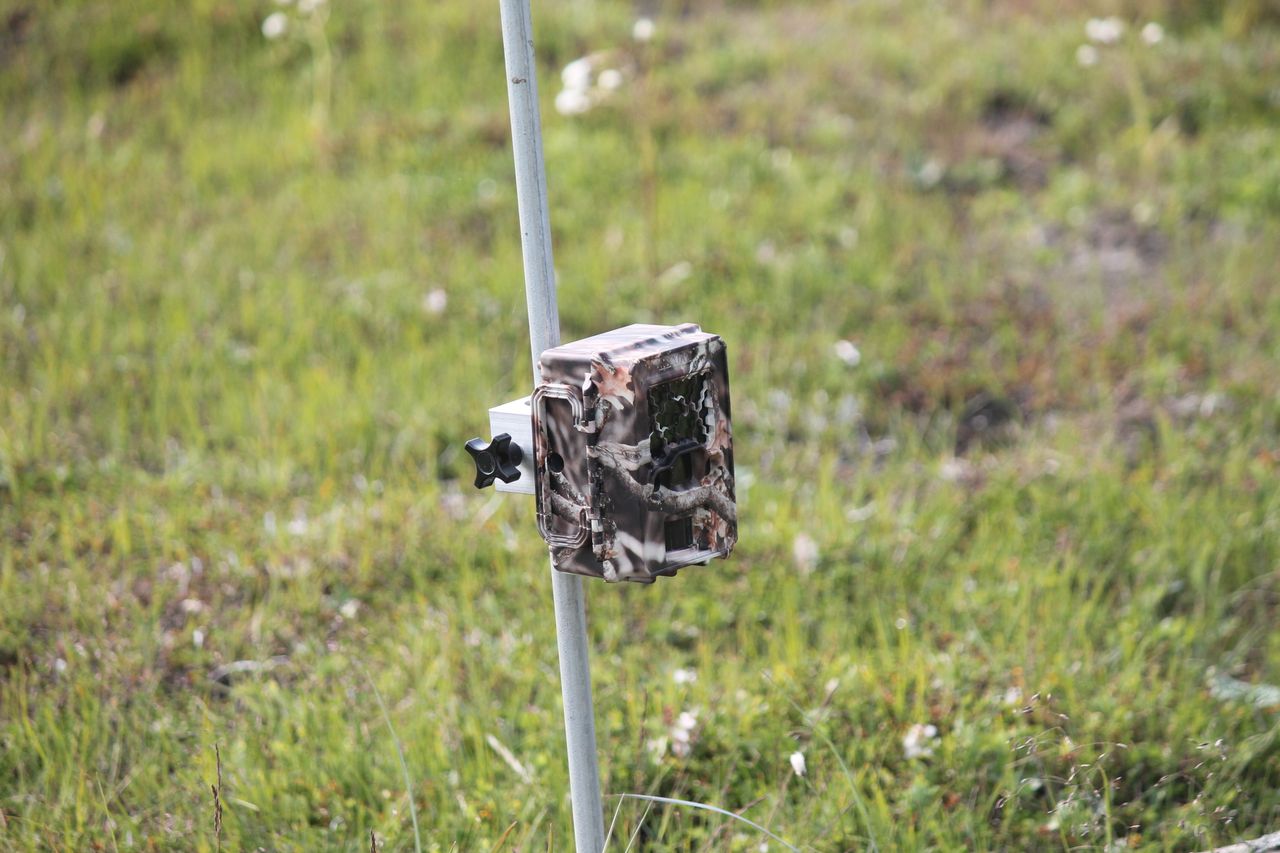 USFWSAlaska/Wikimedia Commons