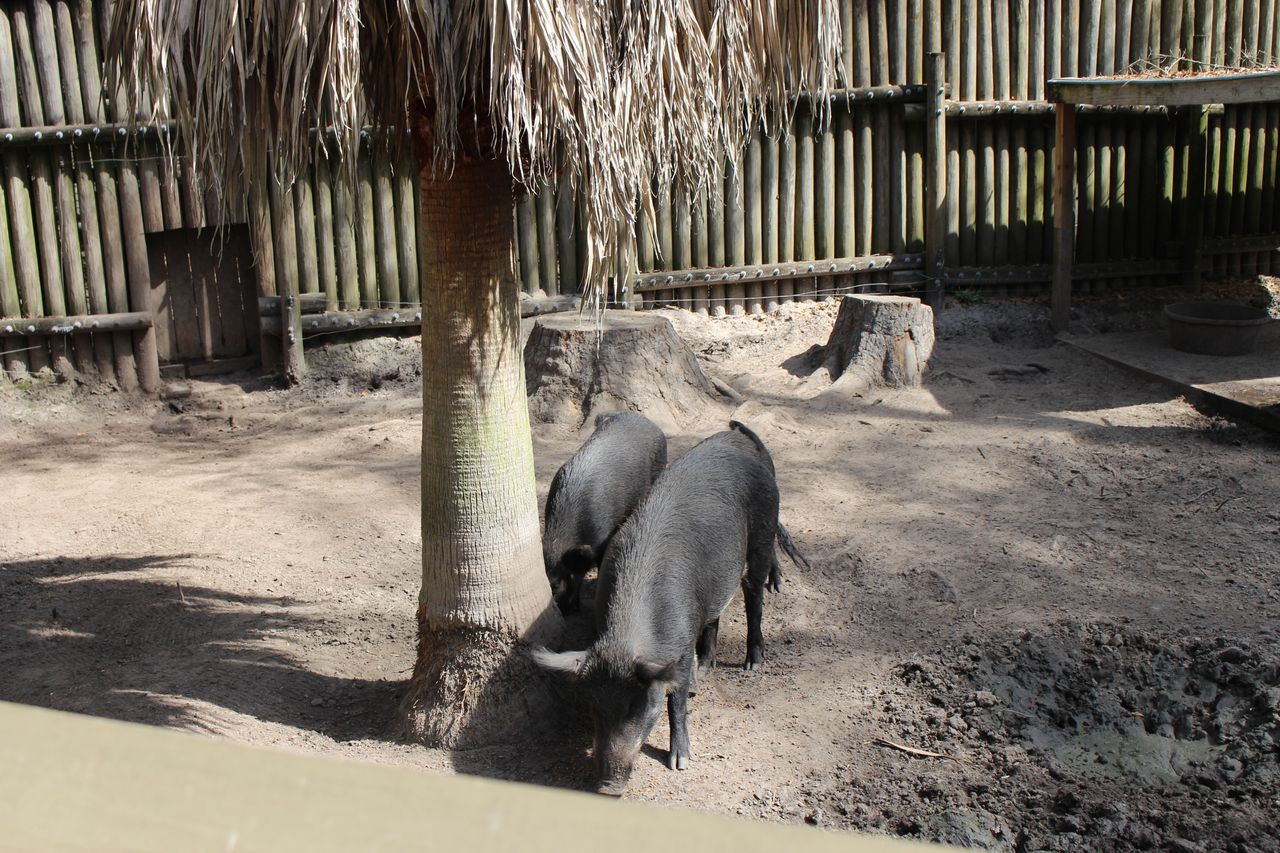 Feral Hogs
