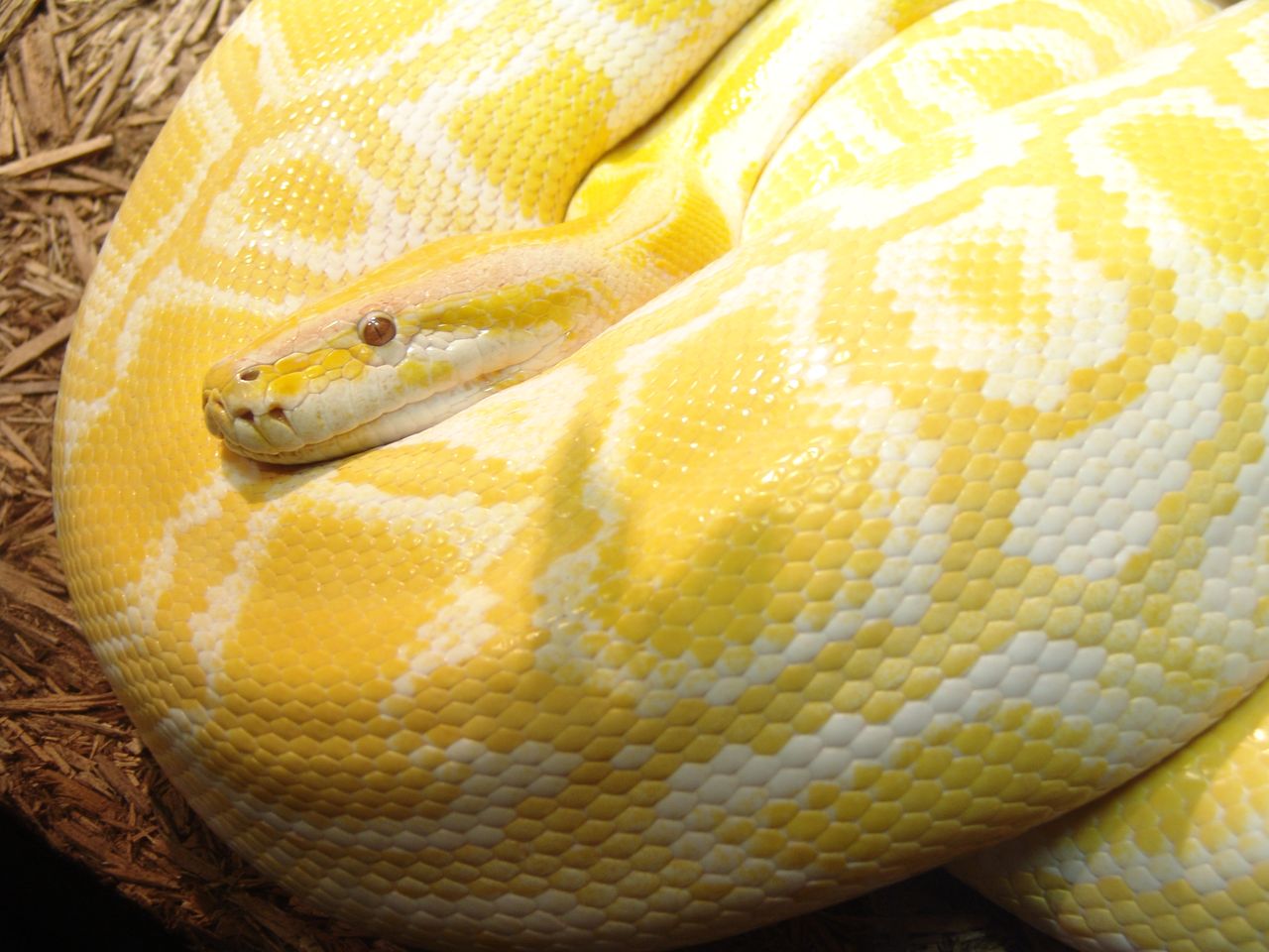 Burmese Pythons