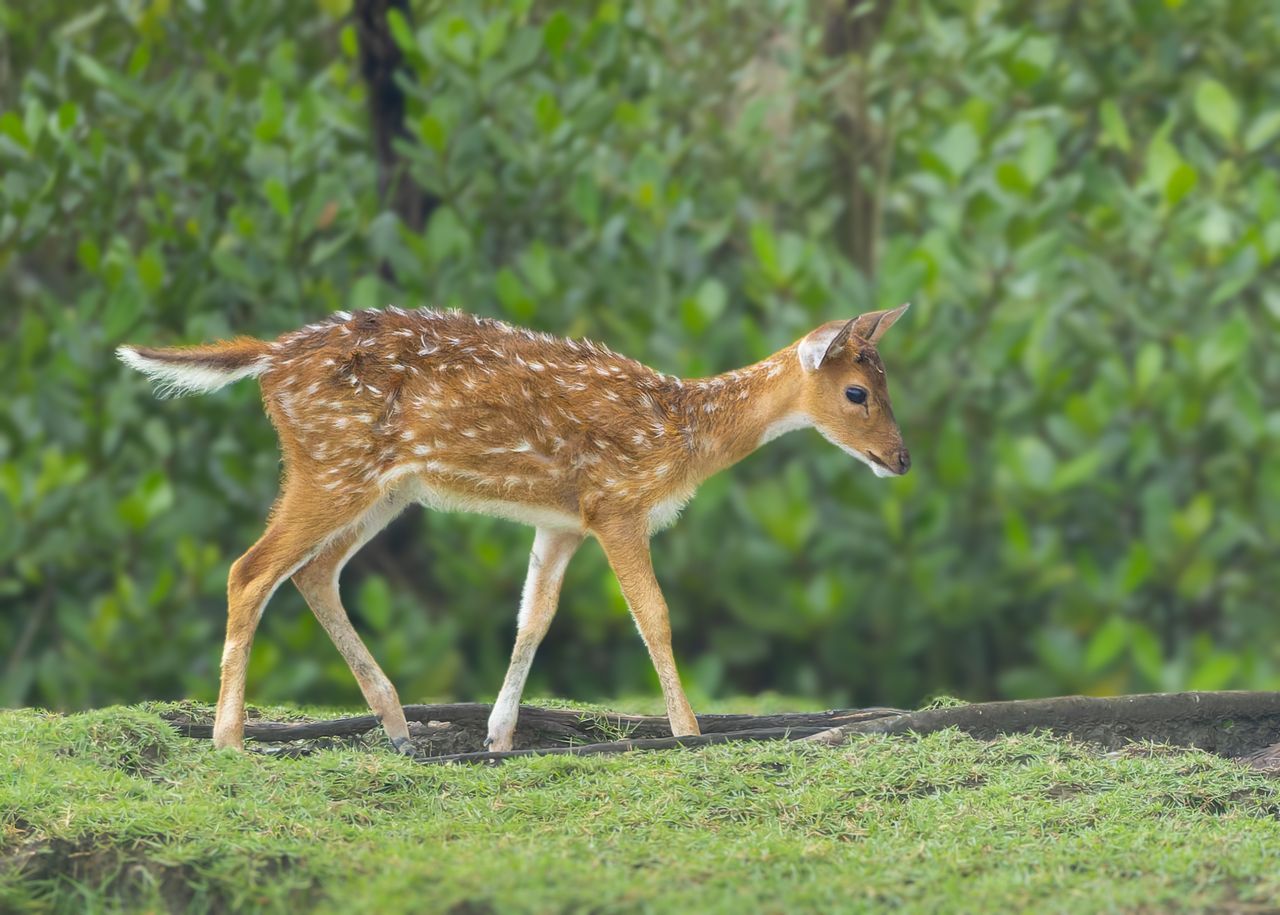 Testing is the best way to know your deer’s status