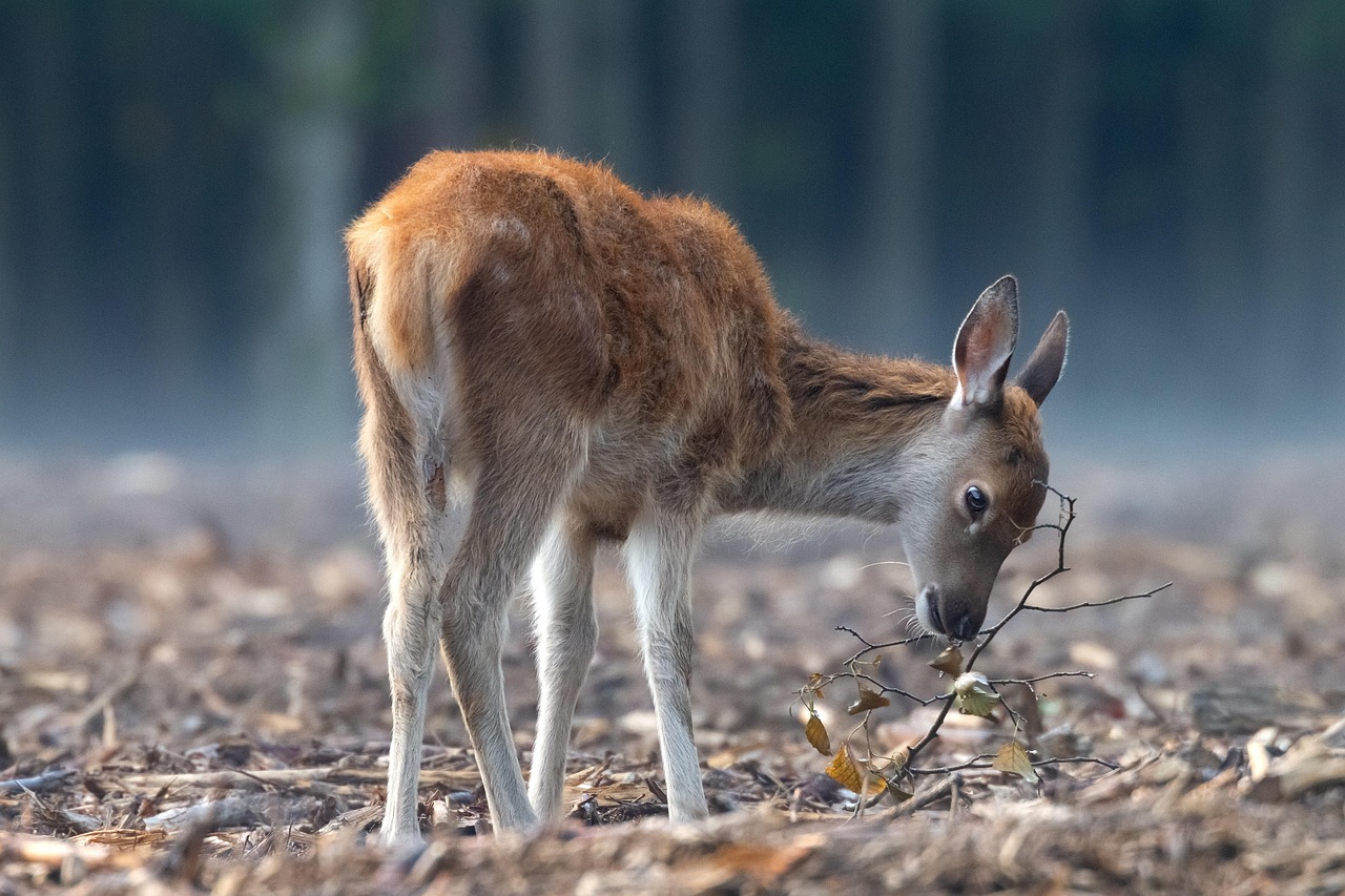 State wildlife agencies depend heavily on hunter-generated dollars