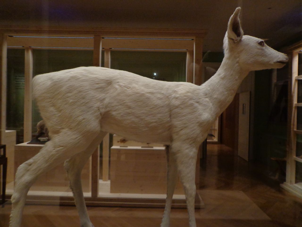 Breaking Antler Tips or Damaging Horns During Transport