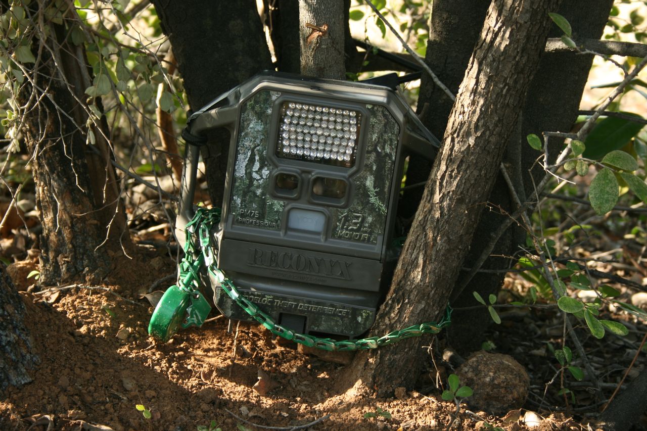 Setting It on a Loose or Crooked Tree